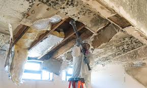 Best Black Mold Removal  in Walford, IA